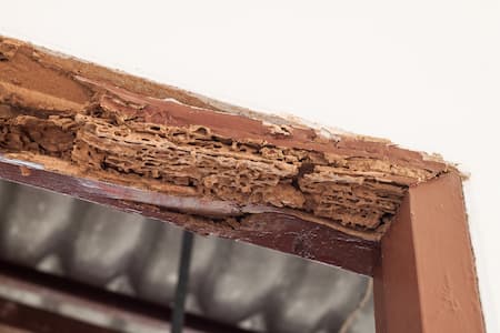 Terminating Termites: 5 Reasons to 'Go Pro' Thumbnail