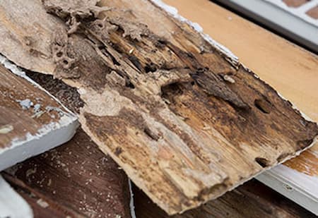 Termite inspection